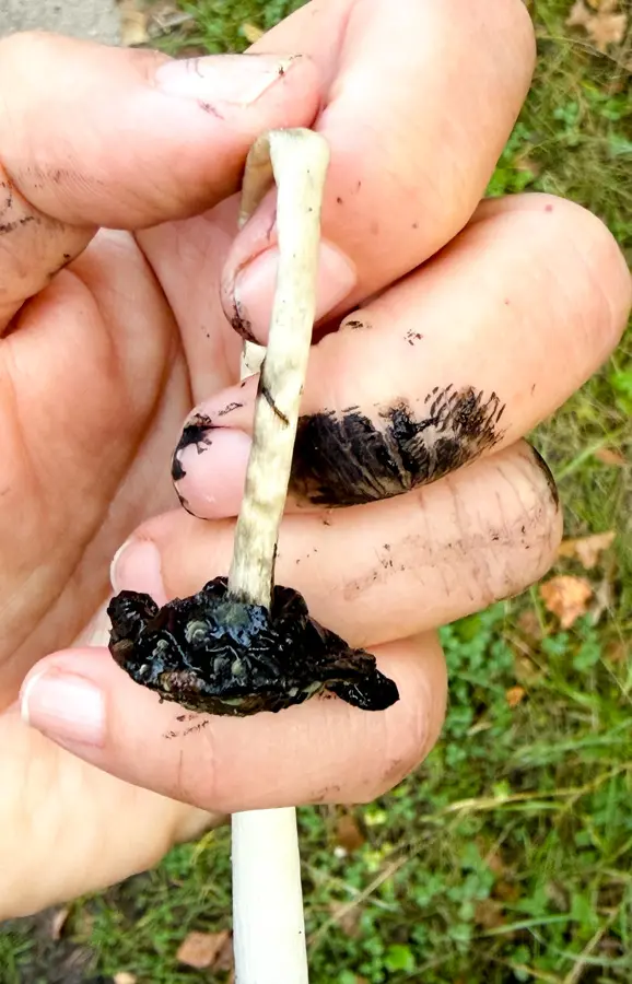 Czarna ciecz powstająca podczas autolizy czernidłaka jest nazywana mushroom ink – grzybowym atramentem.