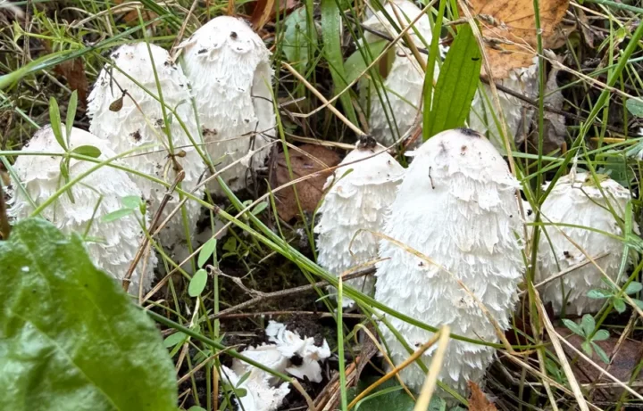 Młode czernidłaki kołpakowate (Coprinus comatus) rosnące w trawie — białe, nastroszone kapelusze
