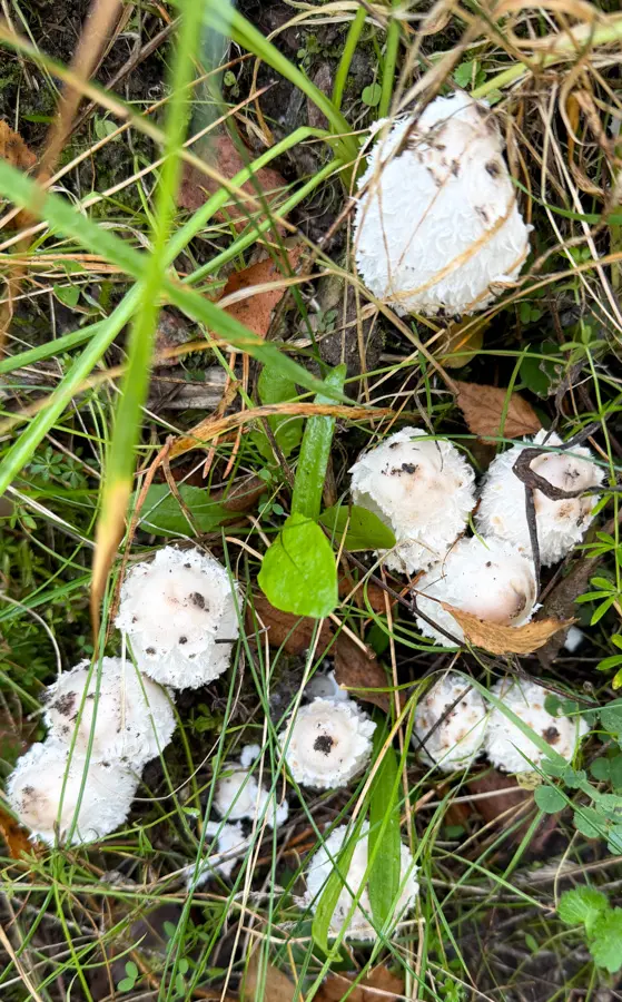 Młode czernidłaki kołpakowate (Coprinus comatus) rosnące w trawie — białe, nastroszone kapelusze
