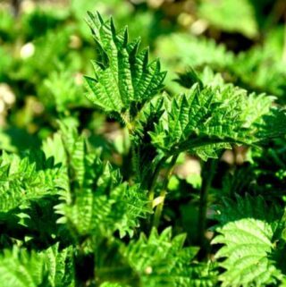 Urtica dioica, czyli pokrzywa zwyczajna i jej niezwyczajne właściwości zdrowotne